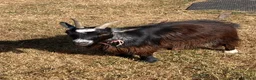 Goats livestock for sale: Registered Pygmy goats - Advert 2