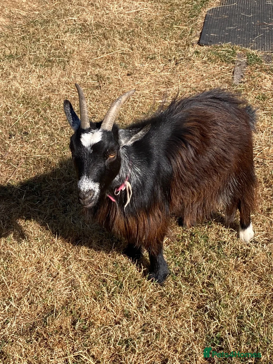 Goats livestock for sale: Registered Pygmy goats - Advert 2