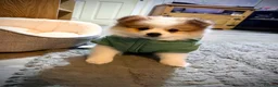 Pomeranian dogs for sale: 3 month puppy - Advert 5