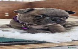 French Bulldog dogs for sale: KC REGISTERED BLUE & TAN FRENCHIES BOYS & GIRLS - Image 18