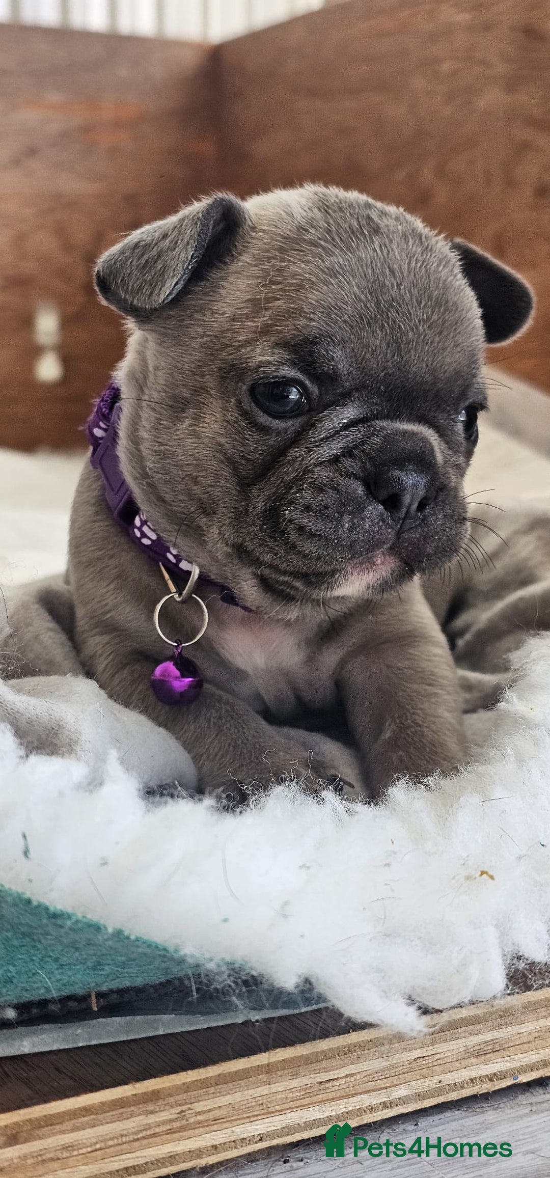 French Bulldog dogs for sale: KC REGISTERED BLUE & TAN FRENCHIES BOYS & GIRLS - Image 18