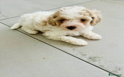 Cavapoochon dogs for sale: 6 beautiful Cavapoochons for sale. Wilmslow. - Image 10