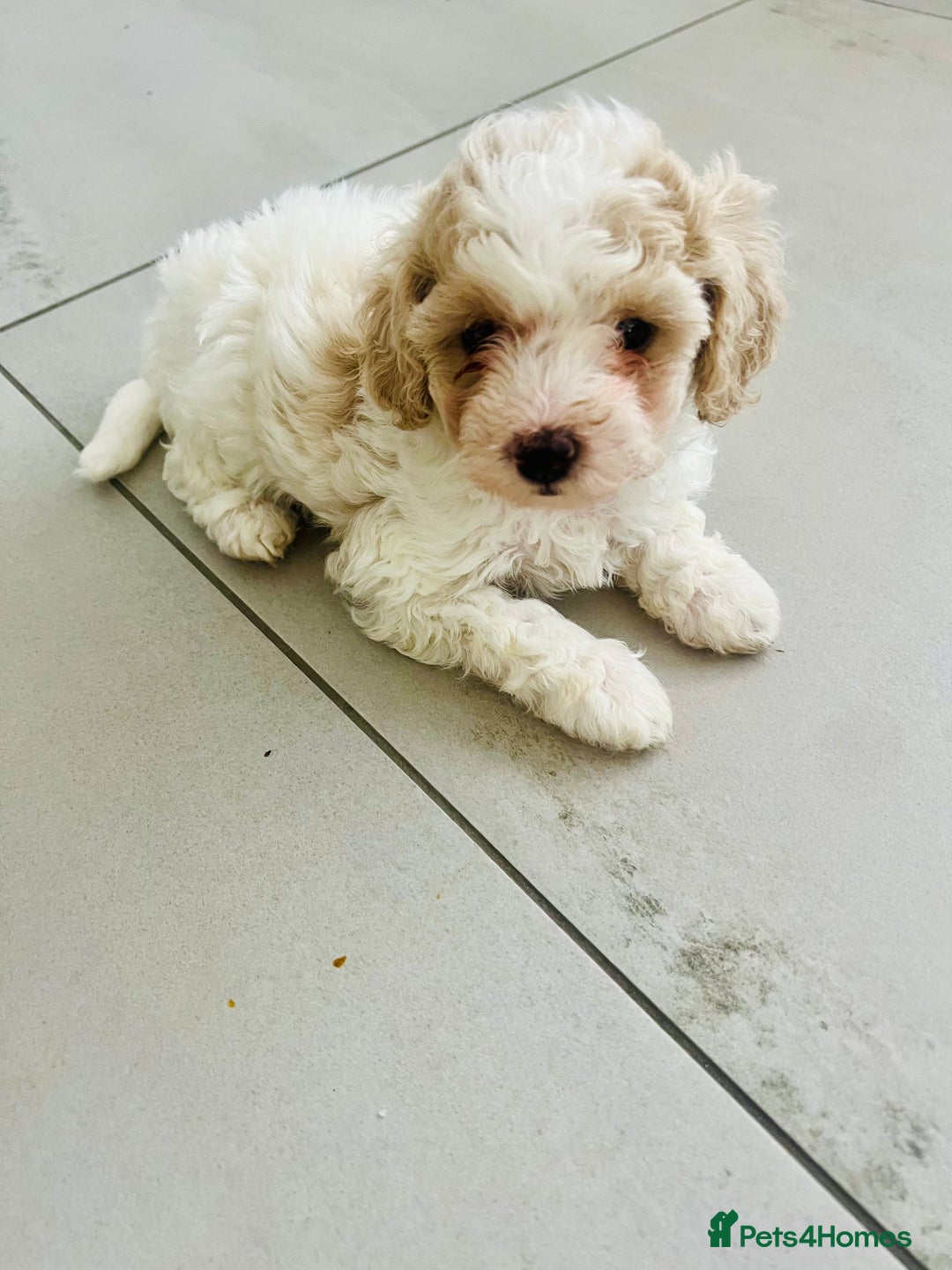 Cavapoochon dogs for sale: 6 beautiful Cavapoochons for sale. Wilmslow. - Image 10