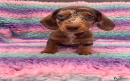 Miniature Dachshund dogs for sale: Miniature Dachshund Boys and Girls From £700 - Image 3