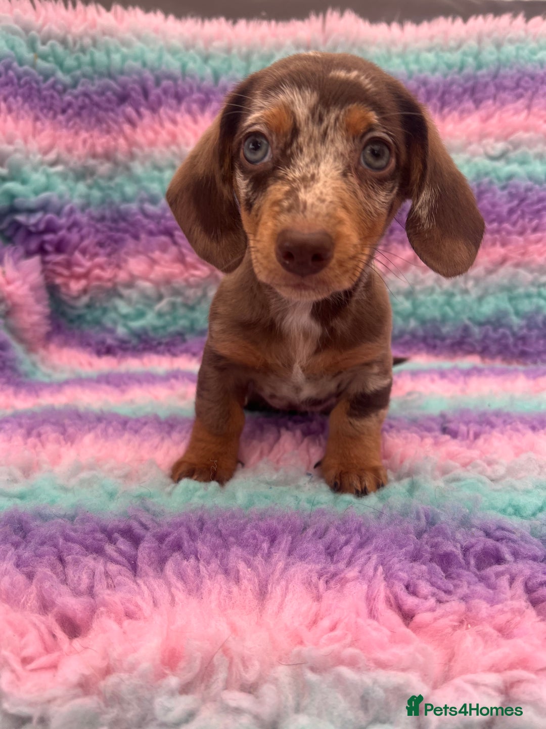 Miniature Dachshund dogs for sale: Miniature Dachshund Boys and Girls From £700 - Image 3