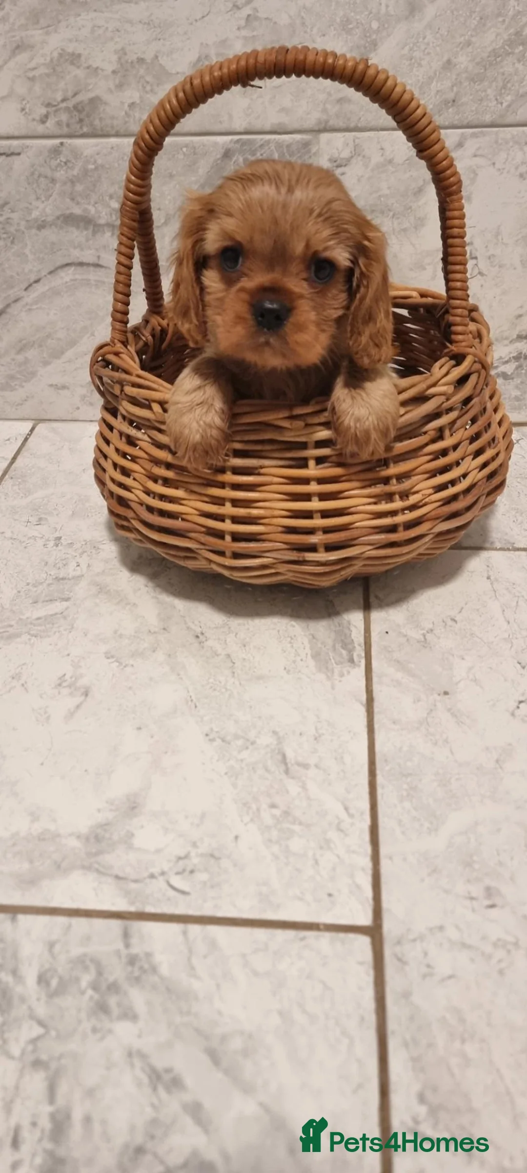 Cavalier King Charles Spaniel dogs for sale: READY NOW KC reg old type cavs REDUCED  - Advert 2