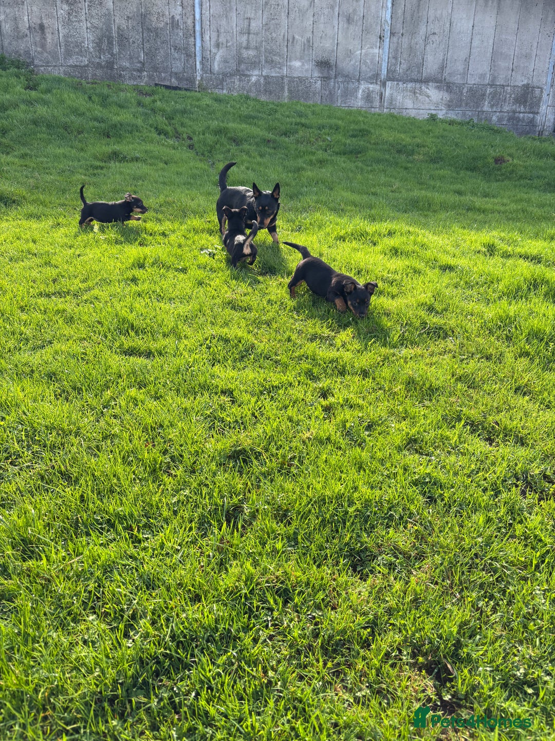 Lancashire Heeler dogs for sale: Beautiful Lancashire Heeler Pups  - Image 3