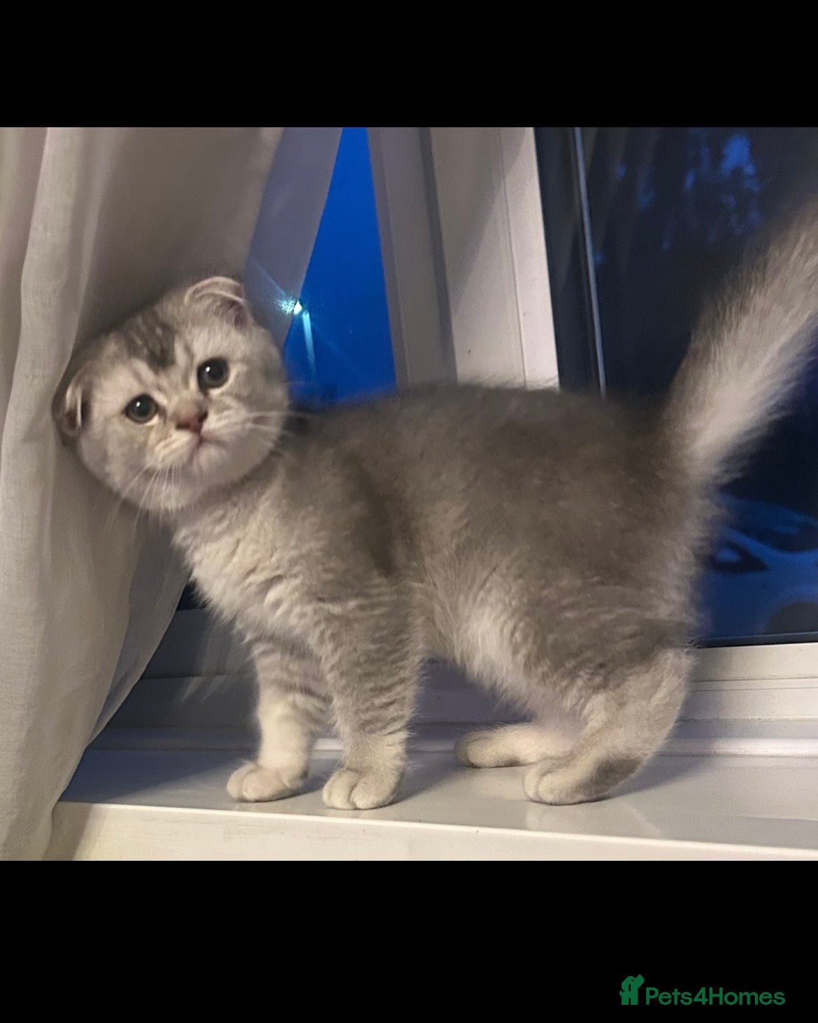 Scottish Fold cats Scotish fold  & BSH kittens, ❤️one girl left  - Advert 10
