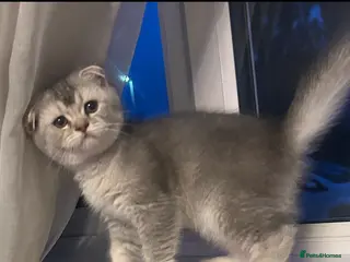 Scottish Fold cats Scotish fold & BSH kittens, ❤️one girl left - Advert 10