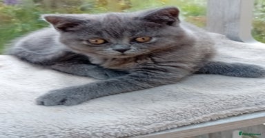 British Shorthair cats - Advert 2