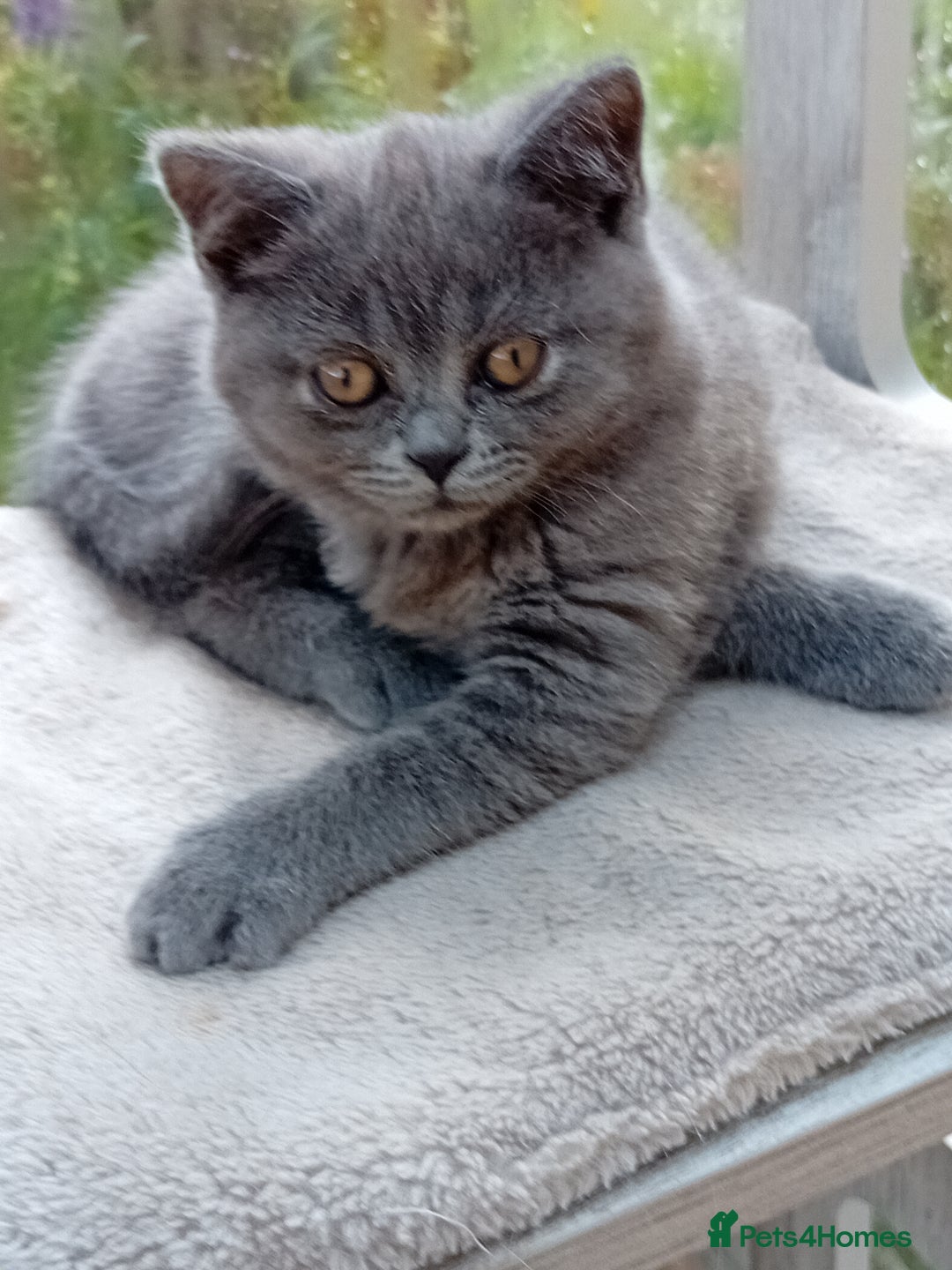 British Shorthair cats for sale: Beautiful British short-hair kittens  - Image 3