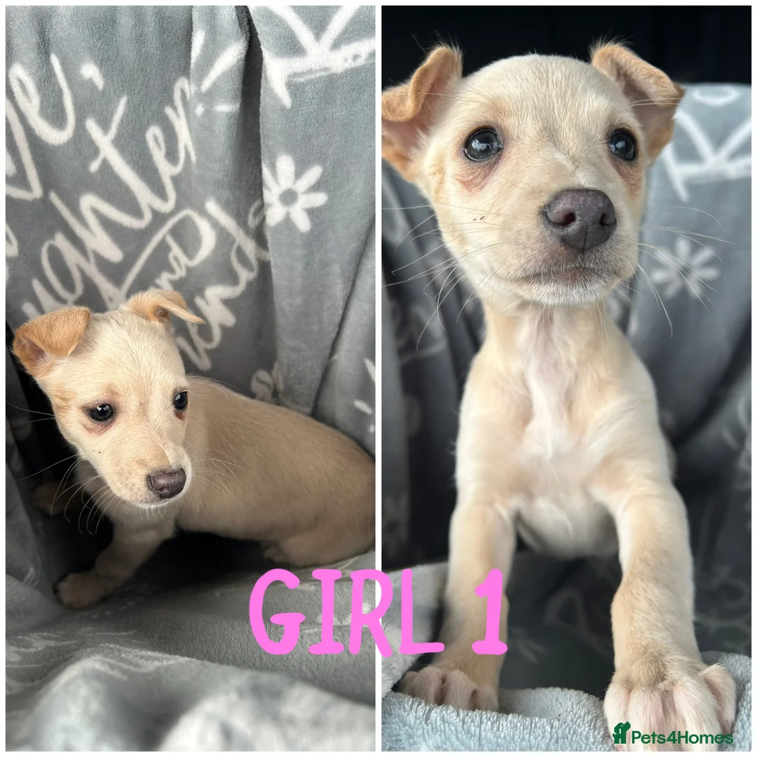 Mixed Breed dogs for sale: Chihuahua cross Whippet Puppies  - Advert 1