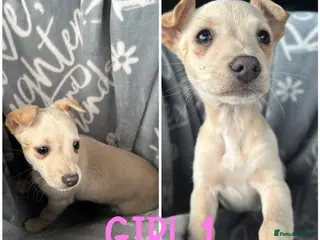 Mixed Breed dogs Chihuahua cross Whippet Puppies - Advert 8