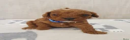 Cavapoo dogs for sale: Beautiful Red Cavapoo Puppies F1BB in Boston - Advert 11