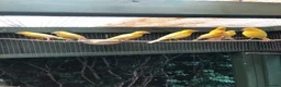 Canaries birds for sale: Satinette canaries crossed with Raza in Middlesbrough - Advert 7