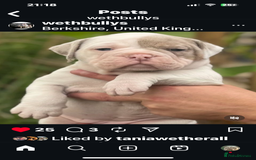 Olde English Bulldogge dogs for stud: Olde English bulldog stud  - Image 9