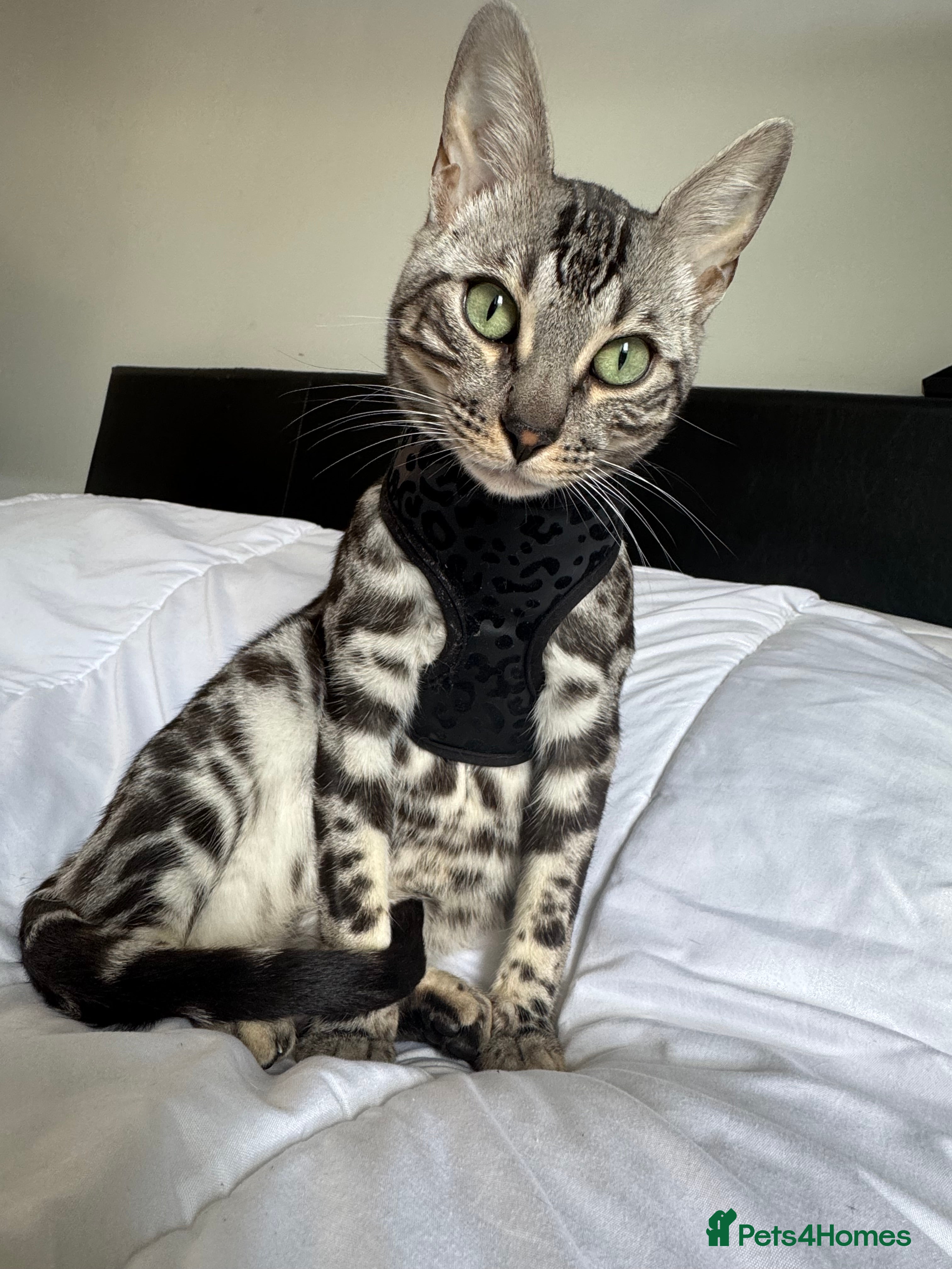 Bengal cats Silver rosetted Bengal🐆❤️ - Advert 5