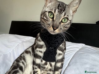 Bengal cats - Advert 3