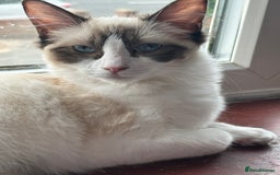 Ragdoll cats for sale: 14 week old ragdoll kittens - Image 1