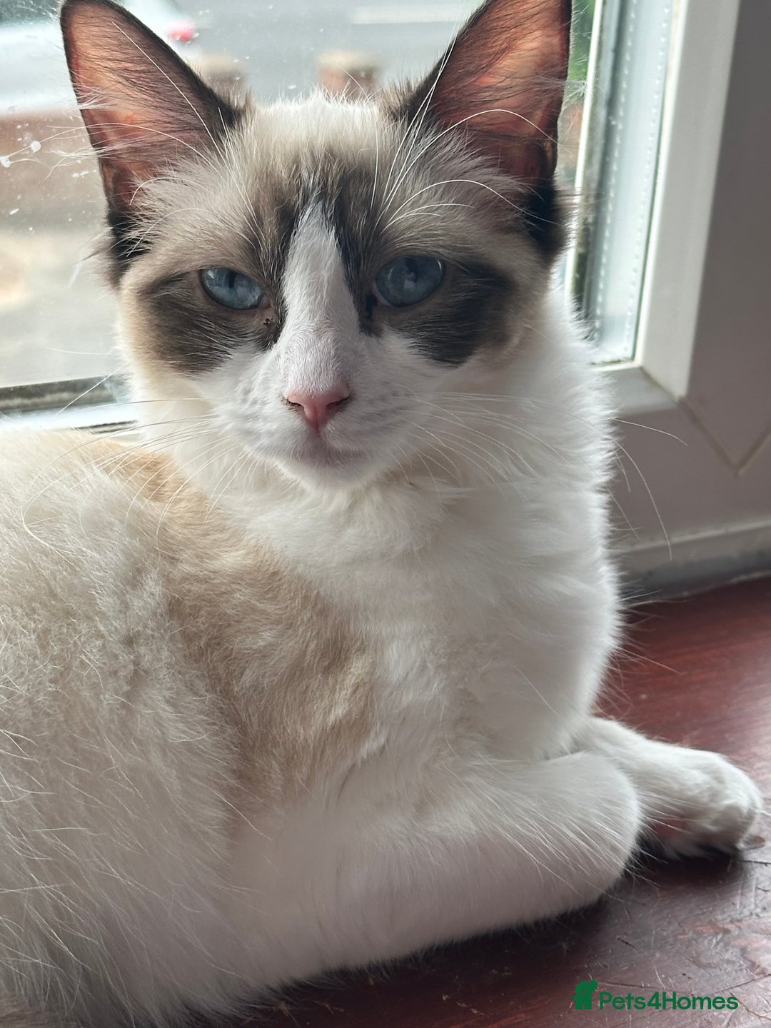 Ragdoll cats for sale: 14 week old ragdoll kittens - Image 1