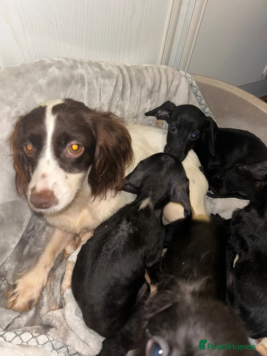 Mixed Breed dogs for sale: Beautiful miniature poodle - Advert 1