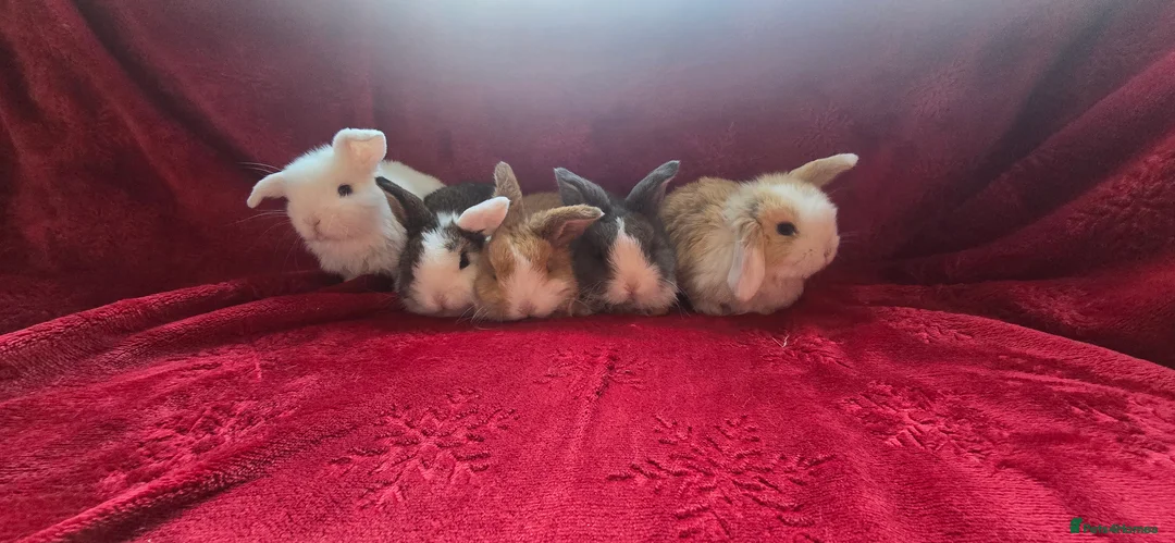 Mini Lop rabbits for sale:  stunning mini  lops   - Advert 1