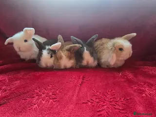Mini Lop rabbits stunning mini lops - Advert 1