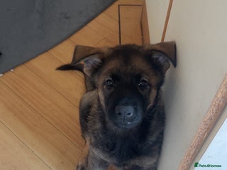 German Shepherd dogs 1 gorgeous female German shepherd kc reg working p - Advert 12