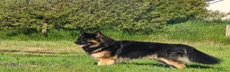 German Shepherd dogs for sale: High Quality Straight back KC registerd GSD pups - Advert 3