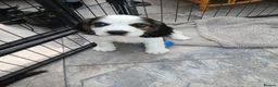 Sprocker dogs for sale: Show f1 Sprocker spaniel puppies - Advert 14