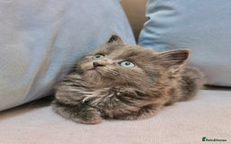 Maine Coon cats for sale: Maine Coon Kittens - Image 4