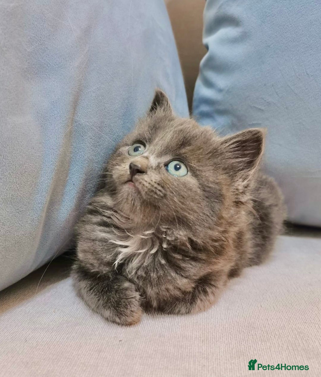 Maine Coon cats for sale: Maine Coon Kittens - Image 4