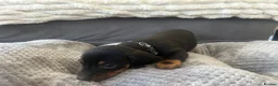 Miniature Dachshund dogs for sale: Miniature Daschund Pups for loving homes - Advert 37