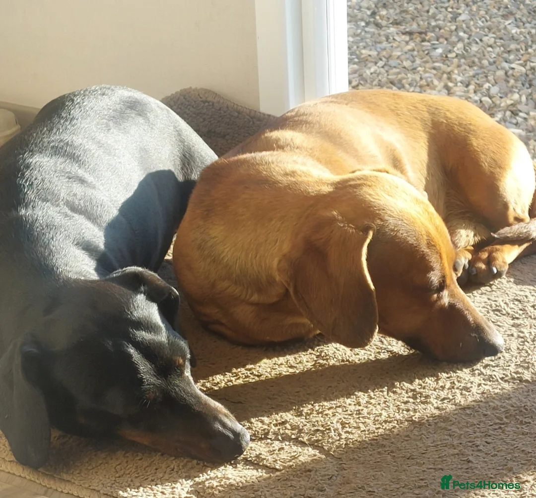 Dachshund dogs for sale: For Sale  - Advert 13