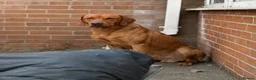 Labrador Retriever dogs for stud: 0/0 HIP & ELBOWS FULLY HEALTH TESTED - Advert 1