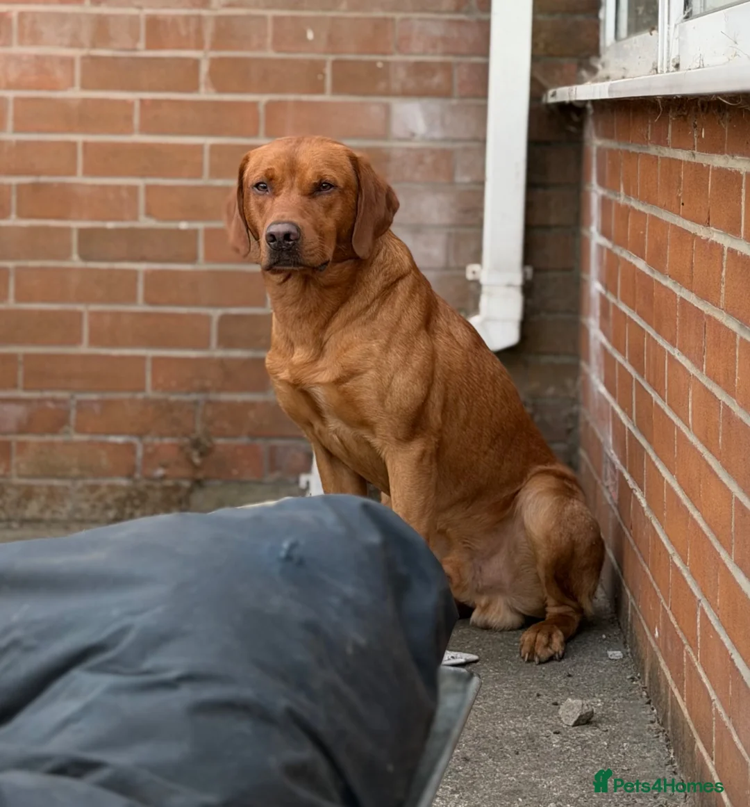 Labrador Retriever dogs for stud: 0/0 HIP & ELBOWS FULLY HEALTH TESTED - Advert 1