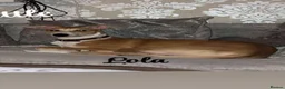Lurcher dogs for sale: Female Lurcher - Advert 6