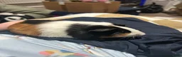 Guinea Pig rodents for sale: 2 female guinea pigs  - Advert 2