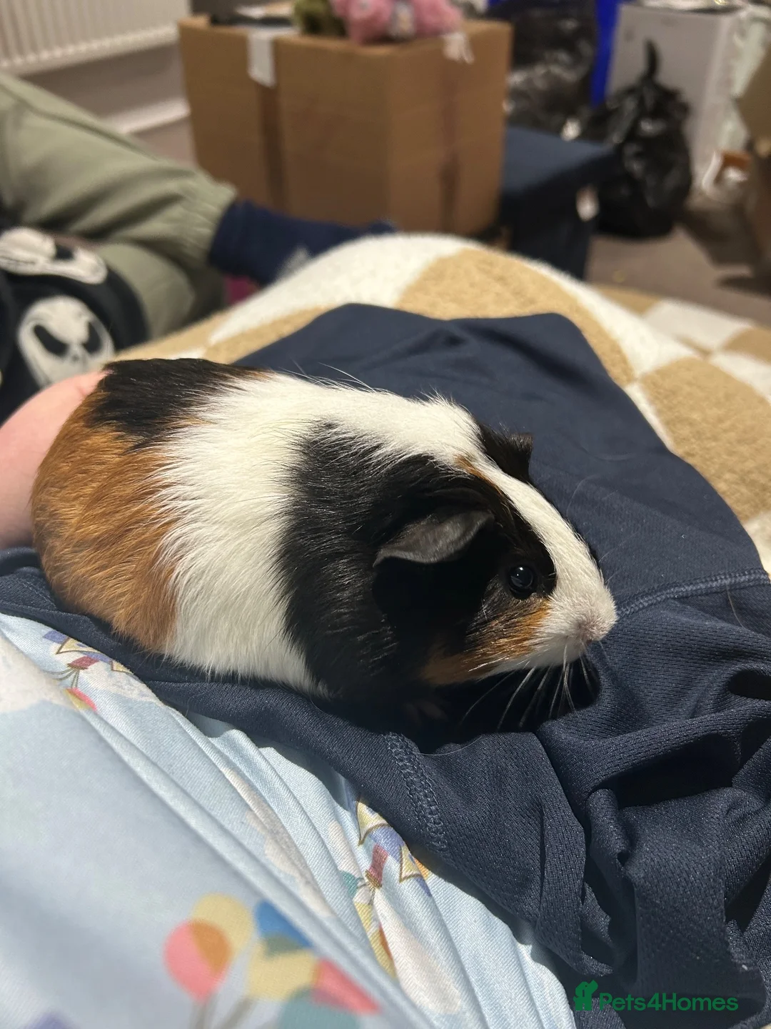Guinea Pig rodents for sale: 2 female guinea pigs  - Advert 2