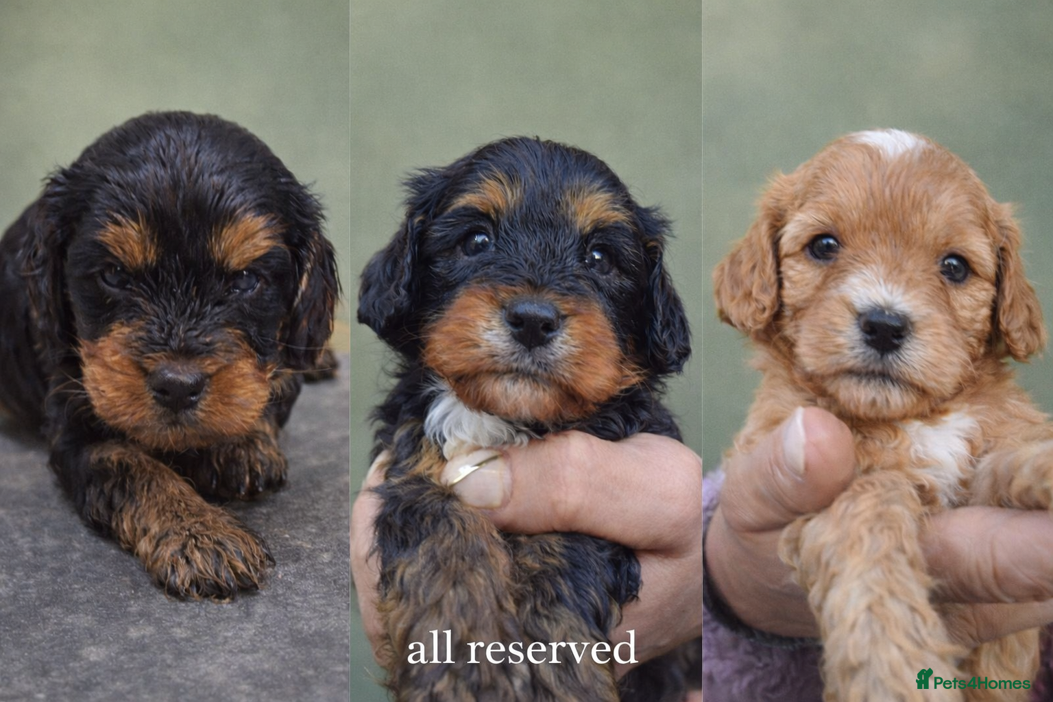 Cavapoo dogs Cavapoo pups all reserved now.  - Advert 4