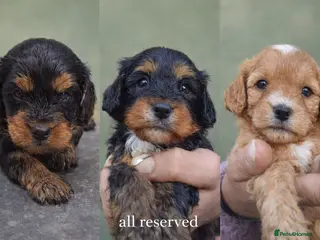 Cavapoo dogs Cavapoo pups all reserved now. - Advert 4