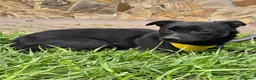 Mixed Breed dogs for adoption: ❤️🐶 INDY – DELICATE LIKE CRYSTAL, FULL OF LOVE in Burton-on-Trent - Advert 10