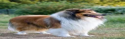 Rough Collie dogs for sale: ROUGH COLLIE BITCH - Advert 1