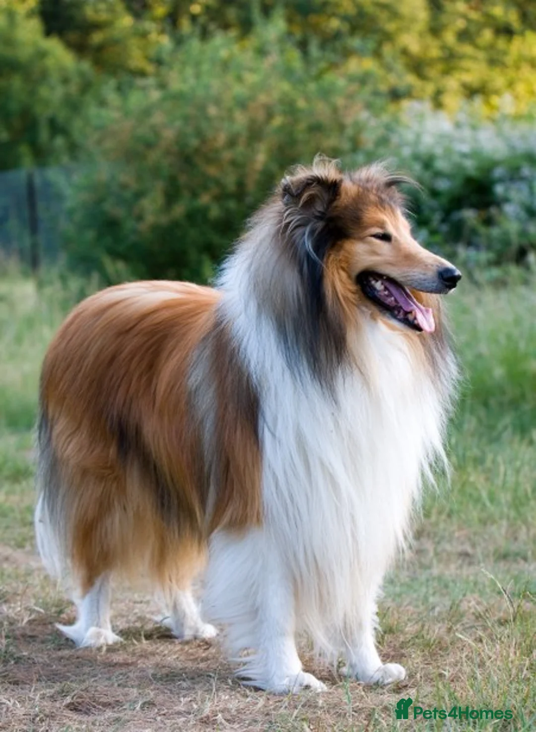 Rough Collie dogs for sale: ROUGH COLLIE BITCH - Advert 1