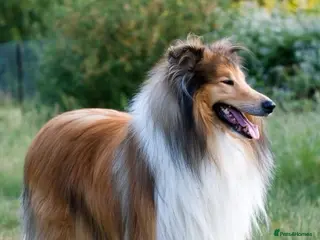 Rough Collie dogs ROUGH COLLIE BITCH - Advert 1
