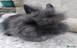 Lionhead rabbits for sale: Due to time wasters I have one black male left  - Image 2