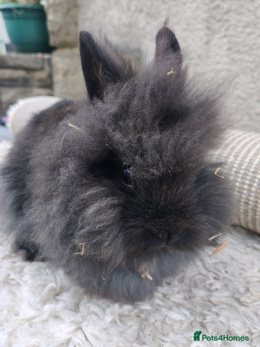 Lionhead rabbits for sale: Due to time wasters I have one black male left  - Image 2