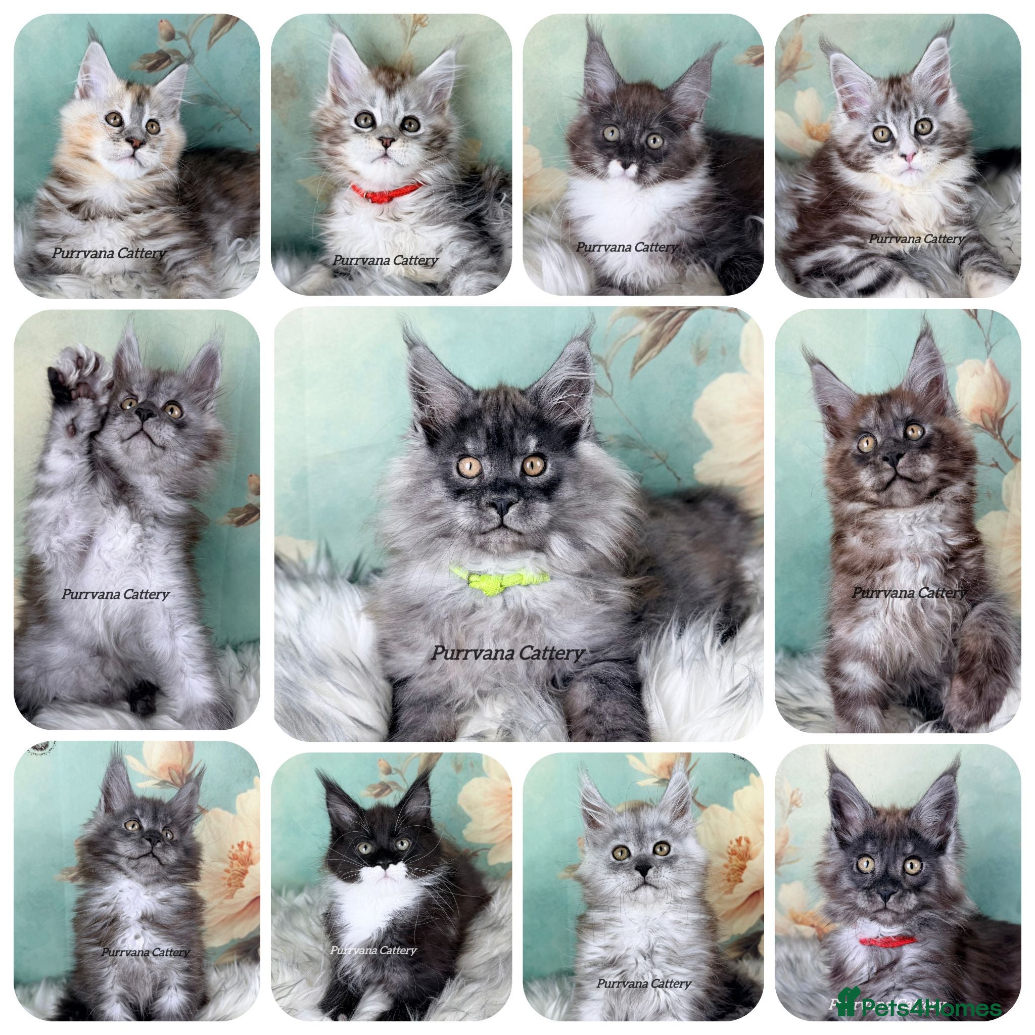 Maine Coon cats TICA registered adorable Maine coon kittens - Advert 1