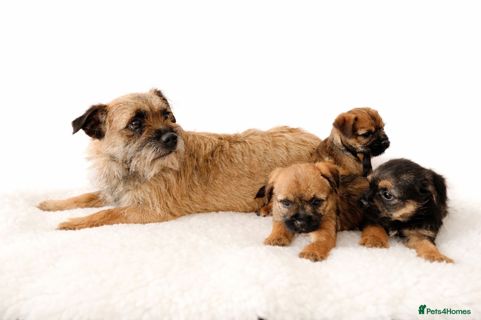 Border Terrier dogs Border terrier puppies - Advert 1