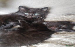 Mixed Breed cats for sale: Fluffy black kittens  - Image 2